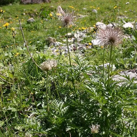 Apartament Birkenhof